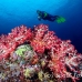 coral_soft_ni_h_0705_png1608.jpg